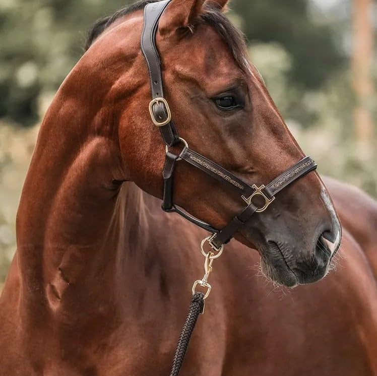 HorseDays™ – Julens nedtælling for ægte hesteelskere